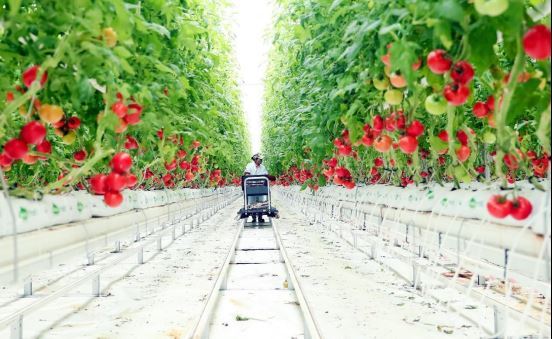 中国推进植物工厂建设