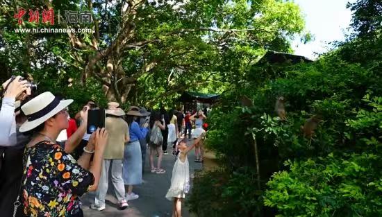 何以中国·行走海南｜在南湾猴岛感受人与自然的和谐共生