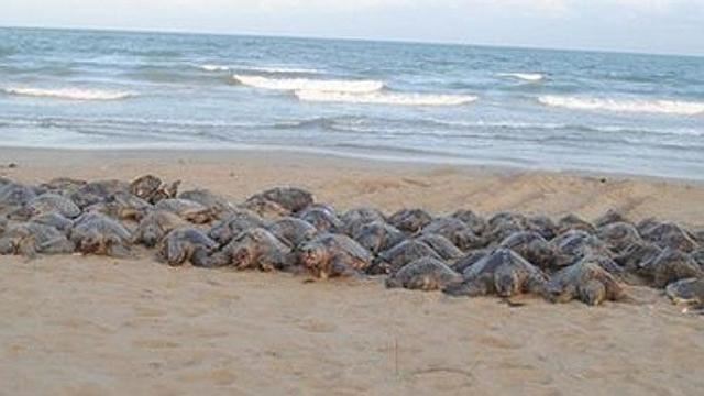印度海滩现900余只死海龟 或因陷入陷入渔网