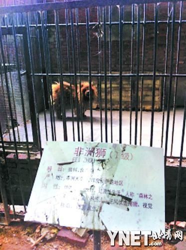 动物园用藏獒冒充非洲狮 园方竟称因狮子有事出门了