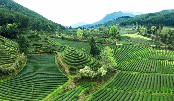 武夷山的“绿富美”茶园